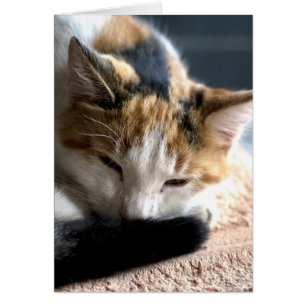 Slapend Calico