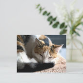 Slapend Calico Briefkaart (Staand voorkant)
