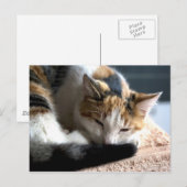 Slapend Calico Briefkaart (Voorkant / Achterkant)