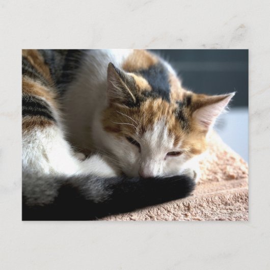Slapend Calico Briefkaart (Voorkant)