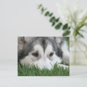 Slapend Husky Briefkaart (Staand voorkant)