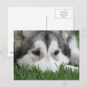 Slapend Husky Briefkaart (Voorkant / Achterkant)