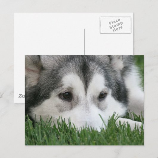 Slapend Husky Briefkaart (Voorkant / Achterkant)