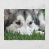 Slapend Husky Briefkaart (Voorkant)