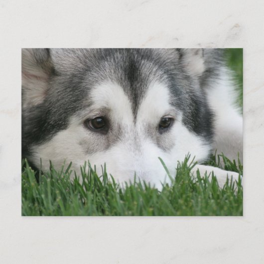Slapend Husky Briefkaart (Voorkant)