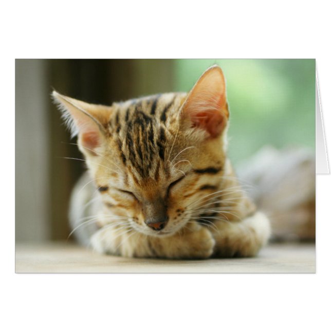 Slapend klein Baby Kat (Voorkant Horizontaal)