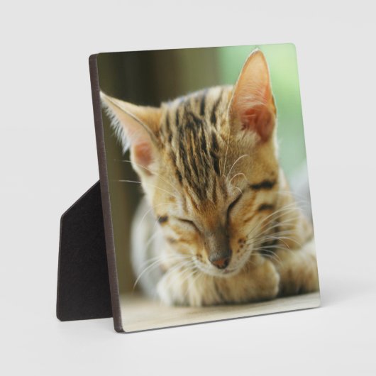 Slapend klein Baby Kat Fotoplaat (Voorkant)