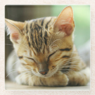 Slapend klein Baby Kat Glazen Onderzetter