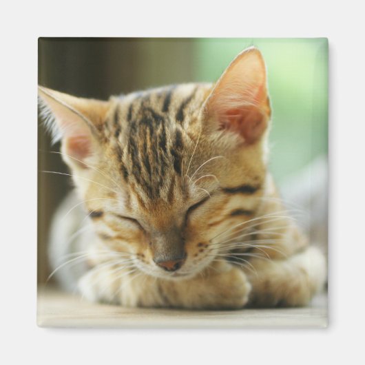 Slapend klein Baby Kat Magneet (Voorkant)
