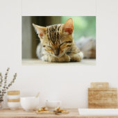 Slapend klein Baby Kat Poster (Keuken)
