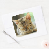 Slapend klein Baby Kat Vierkante Sticker (Envelop)