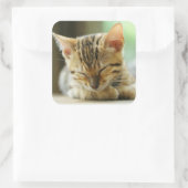 Slapend klein Baby Kat Vierkante Sticker (Tas)
