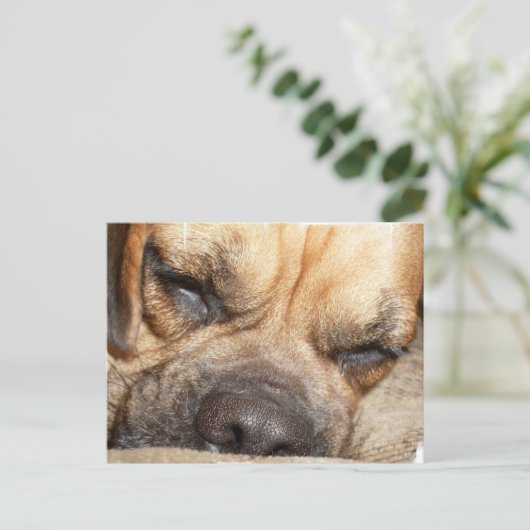 Slapend Mastiff-Briefkaart Briefkaart (Staand voorkant)