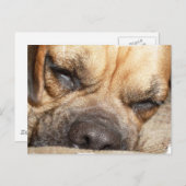 Slapend Mastiff-Briefkaart Briefkaart (Voorkant / Achterkant)