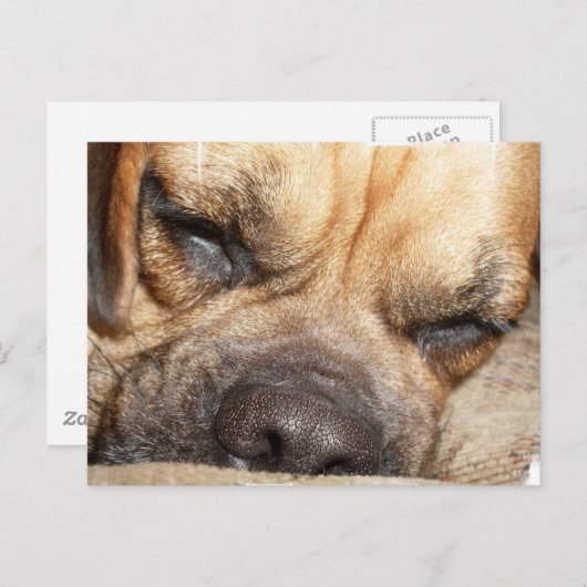 Slapend Mastiff-Briefkaart Briefkaart (Voorkant / Achterkant)