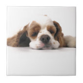 Slapend Rood/Wit Cocker Spaniel Tegeltje (Voorkant)