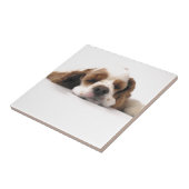 Slapend Rood/Wit Cocker Spaniel Tegeltje (Zijkant)