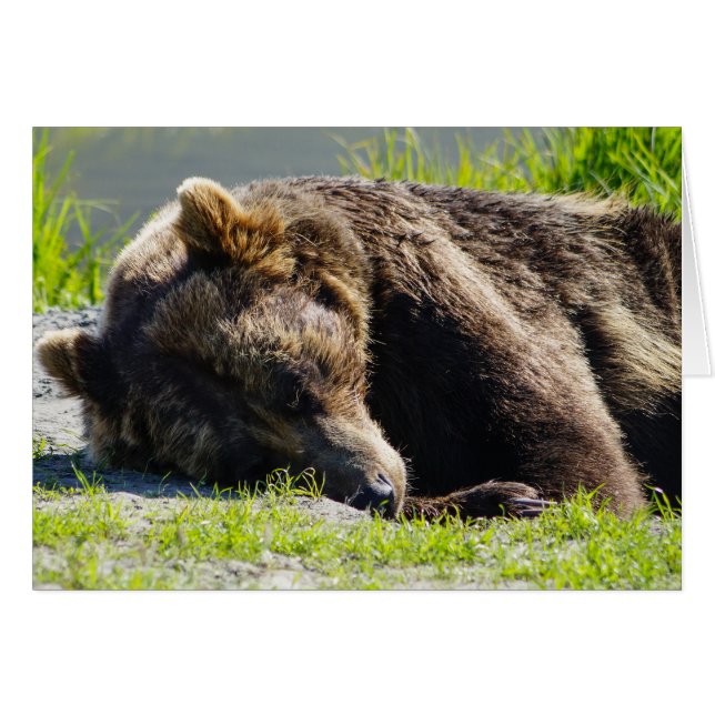 Slapende Alaska Grizzlybeer (Voorkant Horizontaal)