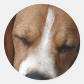 Slapende Beagle Sticker (Voorkant)