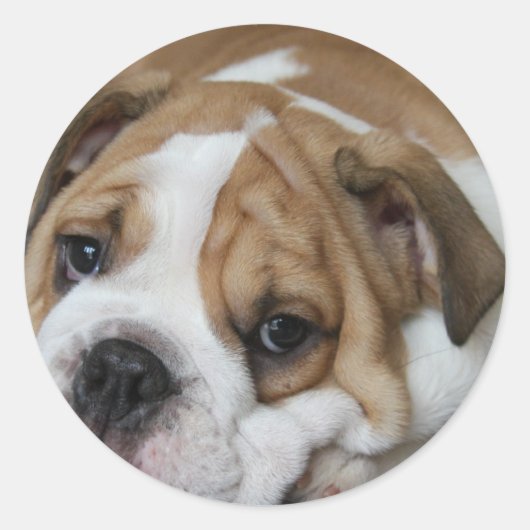 Slapende Bulldog Stickers (Voorkant)