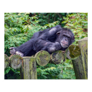 Slapende chimpansee op een houten platform perfect poster