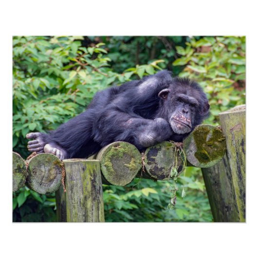 Slapende chimpansee op een houten platform perfect poster (Voorkant)