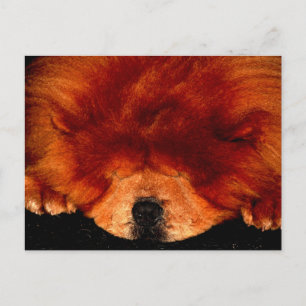 Slapende Chow Chow PCM Briefkaart