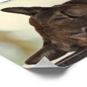 Slapende cougar-printer poster (Hoek)