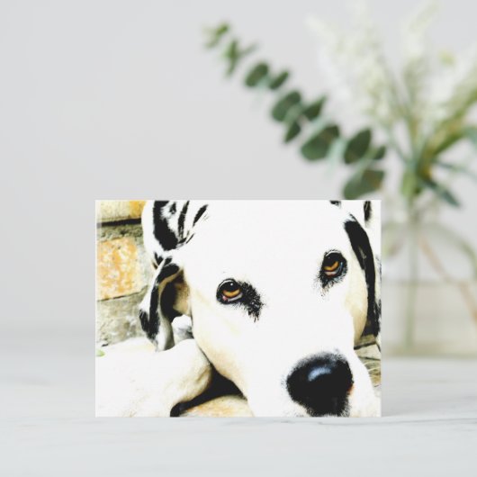 Slapende Dalmatische Briefkaarten (Staand voorkant)