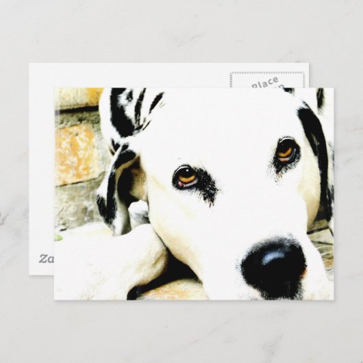 Slapende Dalmatische Briefkaarten (Voorkant / Achterkant)