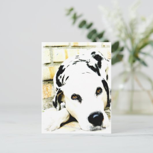 Slapende Dalmatische Briefkaarten (Staand voorkant)