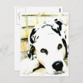 Slapende Dalmatische Briefkaarten (Voorkant / Achterkant)