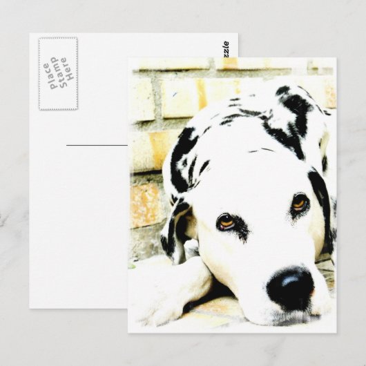 Slapende Dalmatische Briefkaarten (Voorkant / Achterkant)