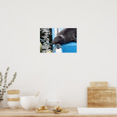 Slapende Galapagos Zeeleeuw Poster (Keuken)
