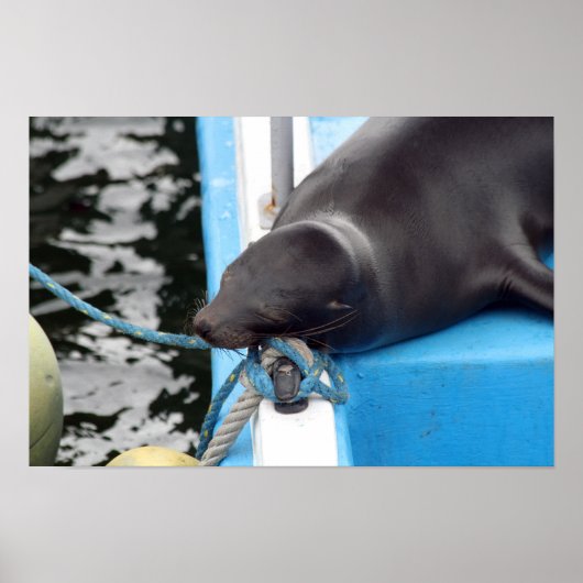 Slapende Galapagos Zeeleeuw Poster (Voorkant)