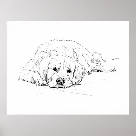 Slapende Golden Retriever, Kunstprint voor aan de  Poster