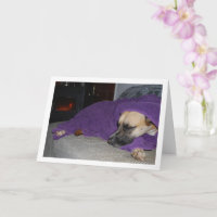 Slapende hond bij de open haard