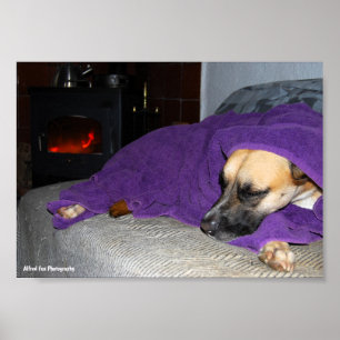 Slapende hond bij de open haard poster
