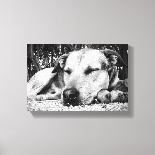Slapende hond canvas afdruk (Voorkant)