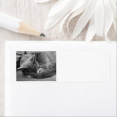 Slapende kat adresetiketten etiket (Insitu)