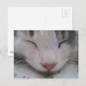 Slapende Kat Briefkaart (Voorkant / Achterkant)