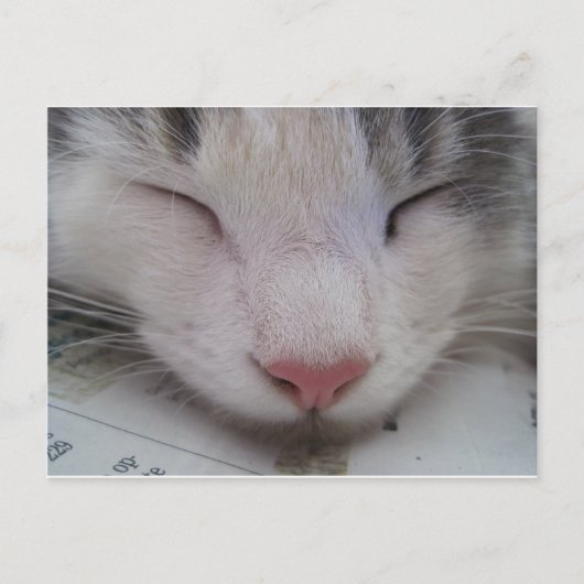 Slapende Kat Briefkaart (Voorkant)