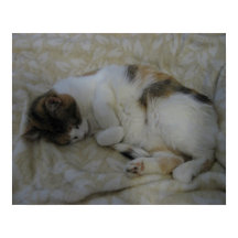 Slapende Kat