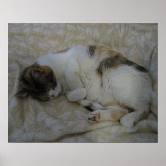 Slapende Kat Poster