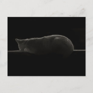 Slapende katfoto briefkaart