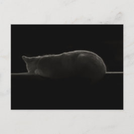 Slapende katfoto briefkaart