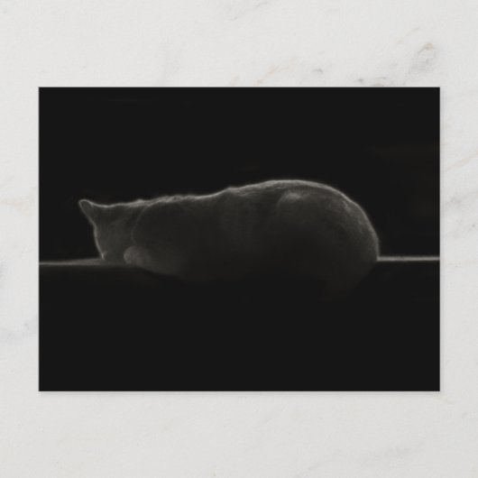 Slapende katfoto briefkaart (Voorkant)