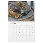 Slapende katten in de wandkalender van 2017 kalender (Mar 2027)