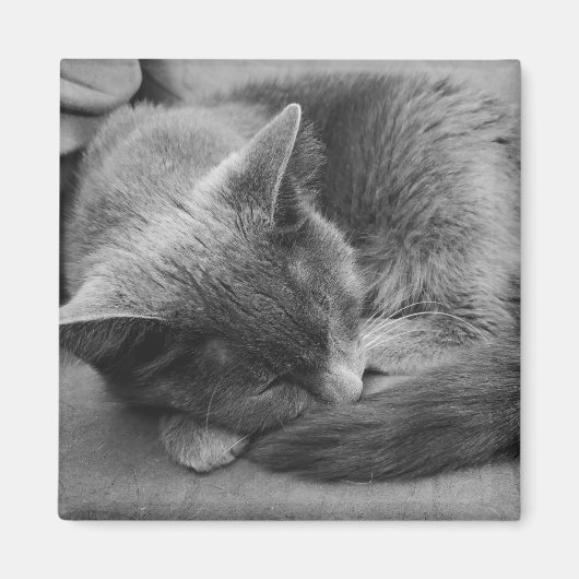 Slapende kattenmagneet magneet (Voorkant)