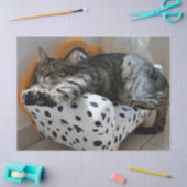 slapende-kattentissuepapier tissuepapier (Craft)